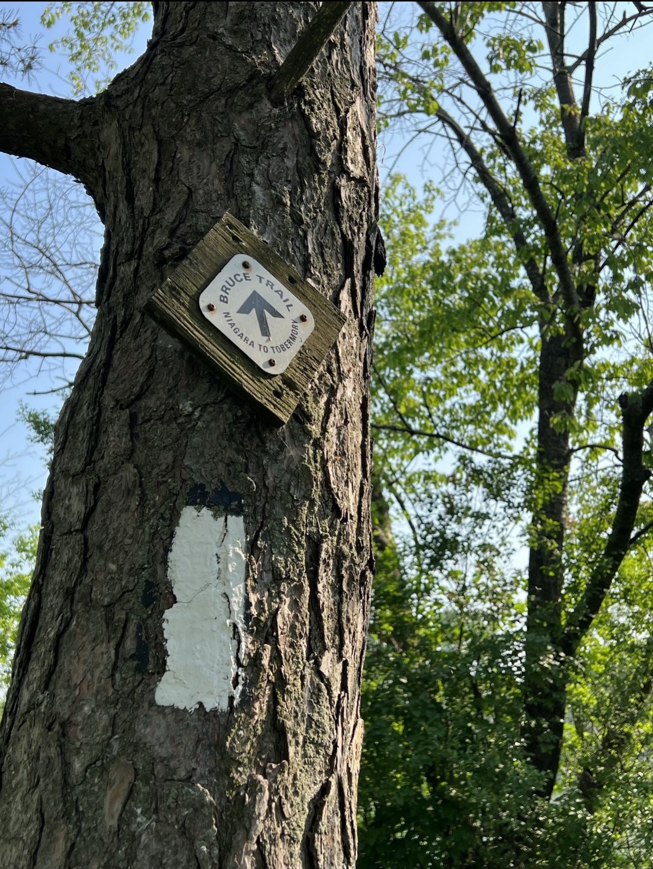 Bruce trail hiking blaze